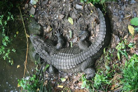 Chinese Alligator , Endangered Species Stock Photo - Image of reptile ...