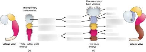 Brain Vesicles Diagram | Quizlet