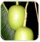 Neem Fruit,Dry Neem Fruit,Neem Fruit Extract,Types of Neem Fruit,Neem ...