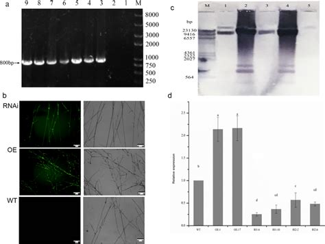 Characterization Of The PriA OE And RNAi Strains A Verification Of