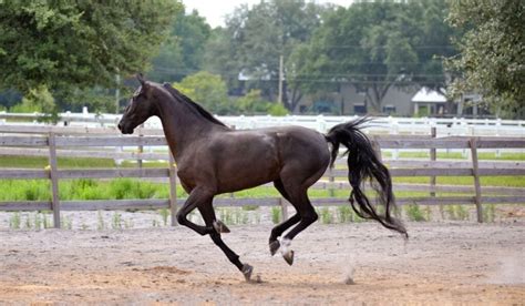 11 Horse Breeds Known to have Long Manes & Tails - Helpful Horse Hints