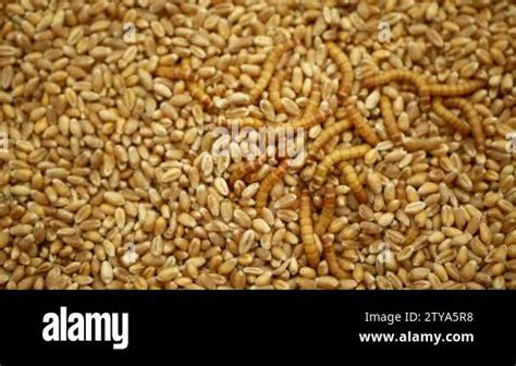 Mealworm Larvae Tenebrio Molitor Pest Worm Larva White On Grain Wheat