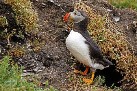 frailecillos en las islas Skellig La isla de Skellig Michael también