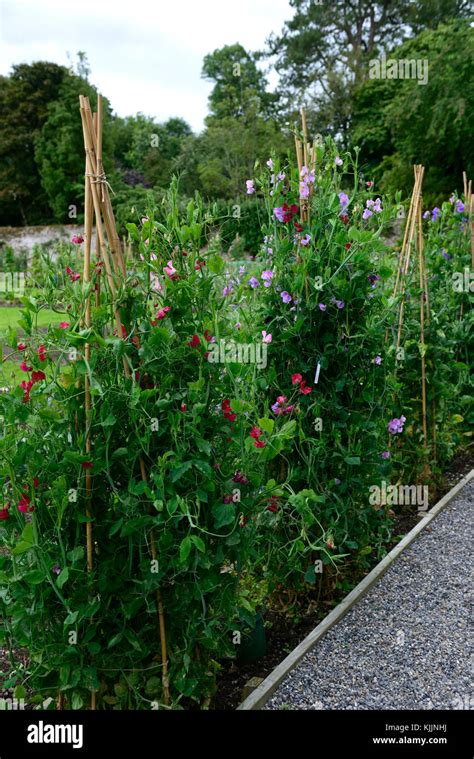 Lathyrus Sweet Peassweet Pea Tripod Cane Canes Wigwambamboo