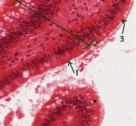 Histological Structures Of The Small Intestine Flashcards Quizlet