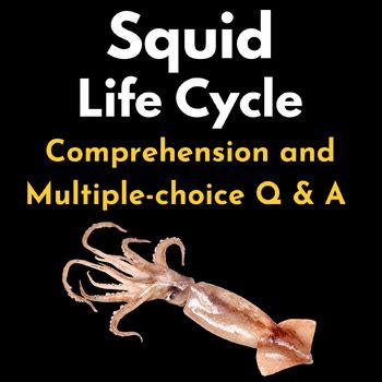 Squid Life Cycle Reading Comprehension And Multiple Choice Q A Test