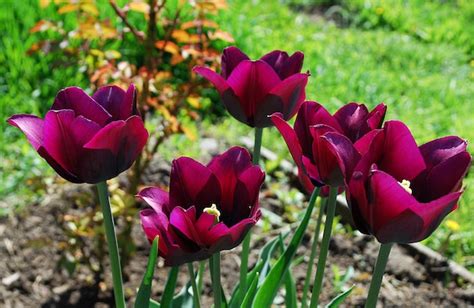 Premium Photo A Bunch Of Purple Tulips With The Word Tulips On The