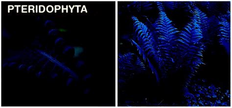 Pteridophyta: Classification, Characteristics & Life Cycle | Testbook