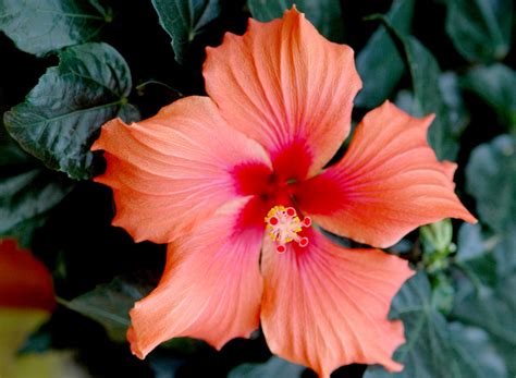 Hibiscus Planter Et Tailler Ooreka