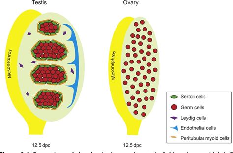 Figure 3 2 From Mammalian Sex Determination And Gonad Development