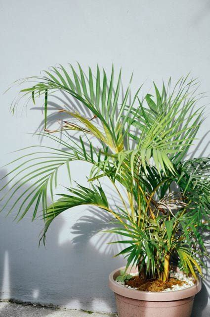 ARECA PALM CARE How To Grow And Care For Areca Palm