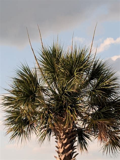 This Palm Tree Has Large Spikes Growing Out Of The Top R