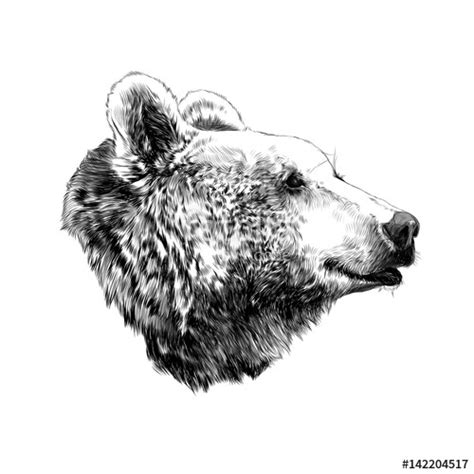 Black Bear Head Drawing at PaintingValley.com | Explore collection of ...