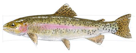 Drawing Of A Rainbow Trout