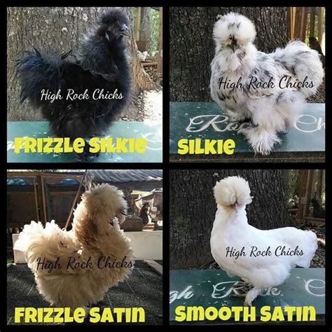 A Complete Guide To Silkie Chicken Colors Breeding Chart Sexing