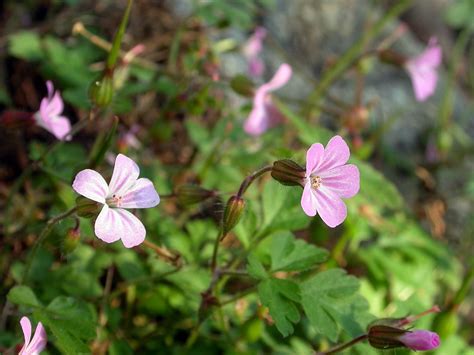 G Ranium Herbe Robert Geranium Robertianum Biodiv Crins Parc