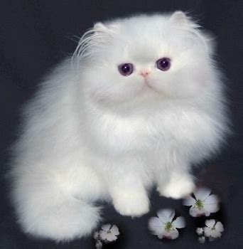 persian - Cats Photo (6631148) - Fanpop