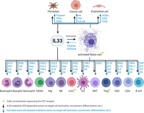 Mast Cell Development