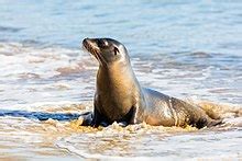 Galapagos sea lion - Wiktionary, the free dictionary