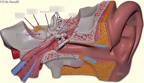 Tympanic Membrane Ear Model