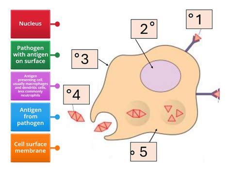 Antigen Presenting Cells Labelled Diagram