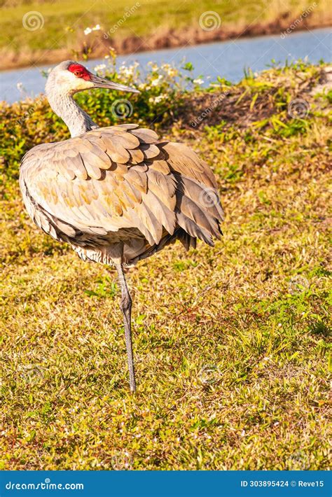 Sand Hill Crane Resting On One Leg Stock Photo Image Of Vertical