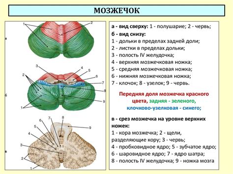 Головной мозг - презентация онлайн