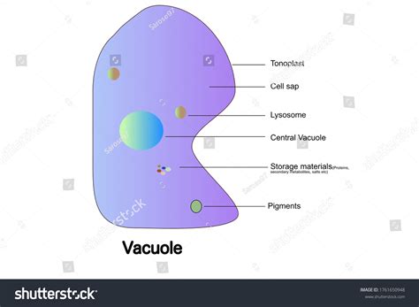 Ilustrasi Stok Vacuole Eukaryotic Cell 1761650948 Shutterstock