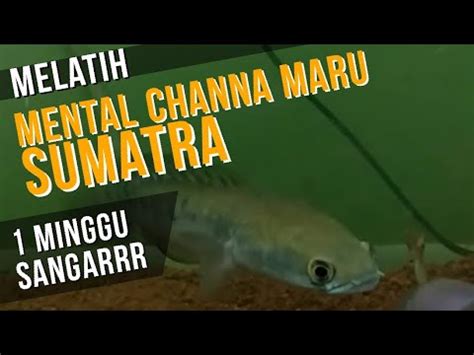 CARA MELATIH MENTAL IKAN CHANNA MARU SUMATRA 13 CM YouTube