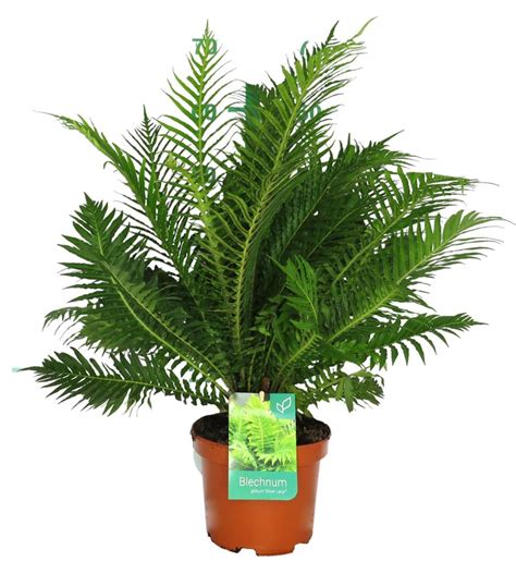 Fougère Blechnum gibbum Silver lady Plantamus Pépinière en ligne