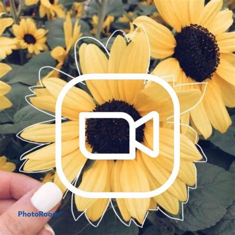 Someone Holding Up A Sunflower With The Instagram Button On It S Side