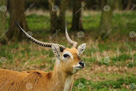 Antelope With Spiral Horns Stock Photo Image Of Closeup Small