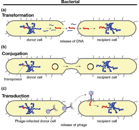 2 Mechanisms Of Horizontal Gene Transfer In Bacteria A Uptake Of Naked