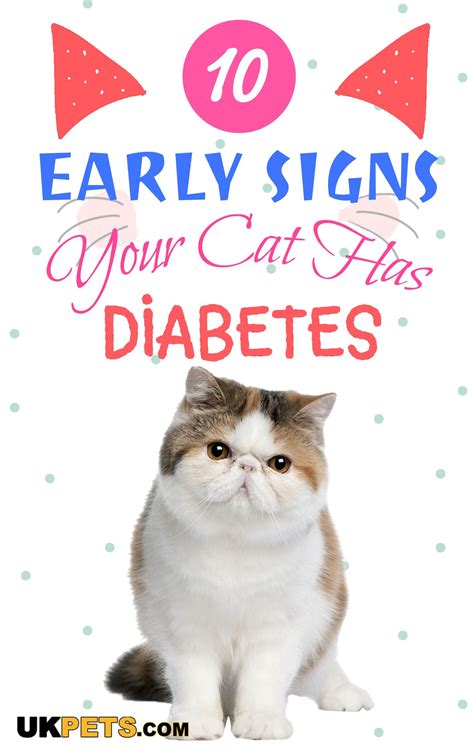 Diabetes in cats most asked questions answered – Artofit