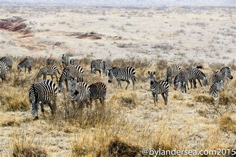 Zebra Herd-1 | ByLanderSea Travel Tales