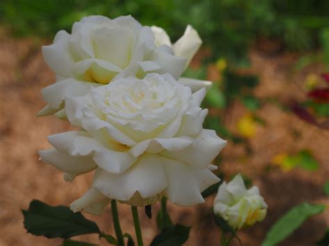 Pope John Paul Ii — Eumundi Roses