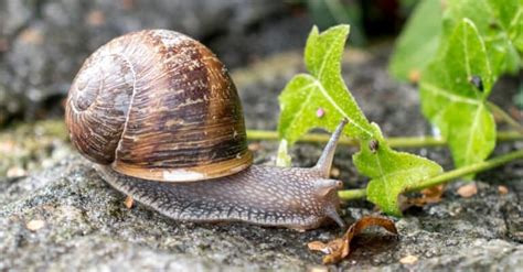 Snail Terrarium: 8 Tips to Make The Best Snail Habitat - A-Z Animals