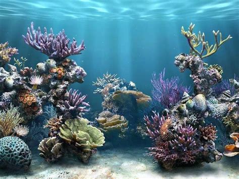 Coral Reef Wallpapers - Wallpaper Cave | Aquarium live wallpaper ...