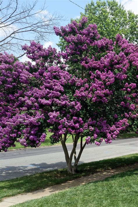 Where Are Crepe Myrtles Native To Sale Online Cdlguaiba Br