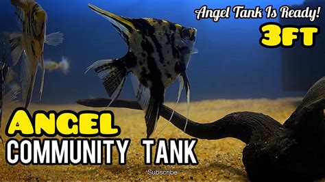 Angelfish Tank Setup And Decoration Guide Create A Stunning Aquarium