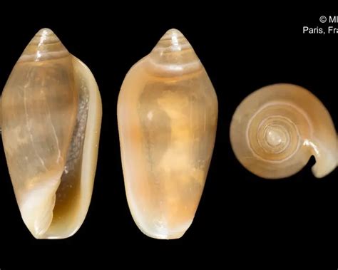 datos de volvarina insulana dieta habitat  imagenes en animaliabio