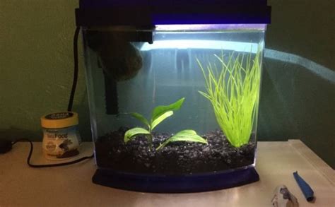 Betta fish Problems :: Vang Bettas