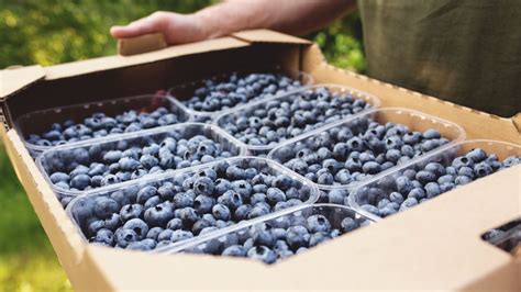 Heidelbeeren Wie Gesund Sind Sie Wirklich Das Sollten Sie Wissen