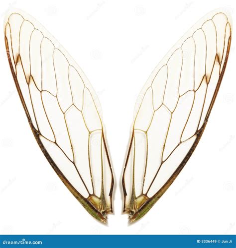 Cicada Wings. Stock Photography | CartoonDealer.com #25730570