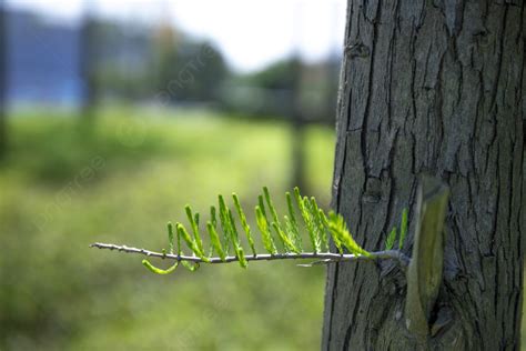 Primer Plano De árboles Que Brotan En Primavera Llenos De Vitalidad