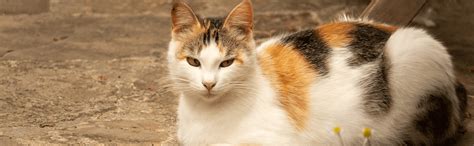 Calico Cat Personality And Care Vet American