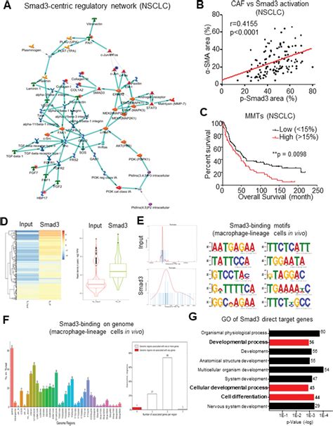 Smad3 Promotes CancerAssociated Fibroblasts Generation Via Macrophage