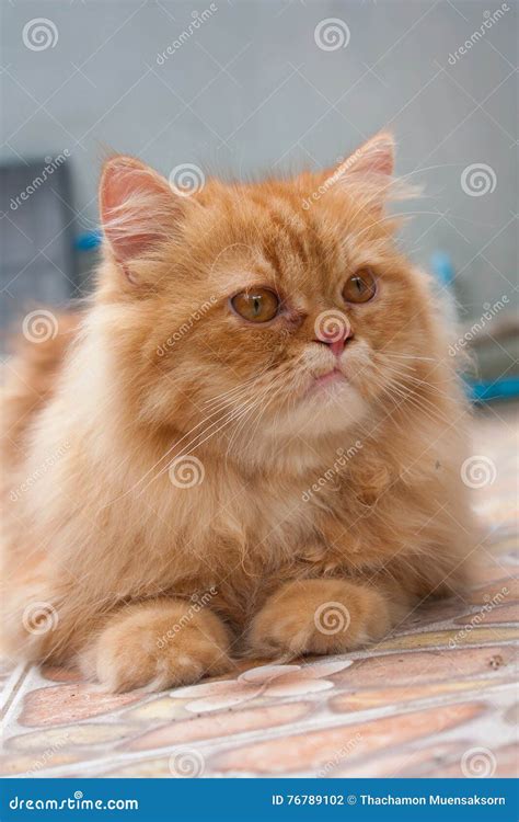 Orange Persian Kittens