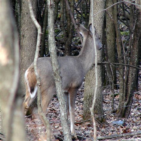 White Tailed Deer Free Stock Photo Public Domain Pictures