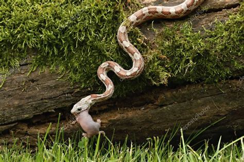 Una Serpiente De Maíz Pantherophis Guttatus O Elaphe Guttata Después